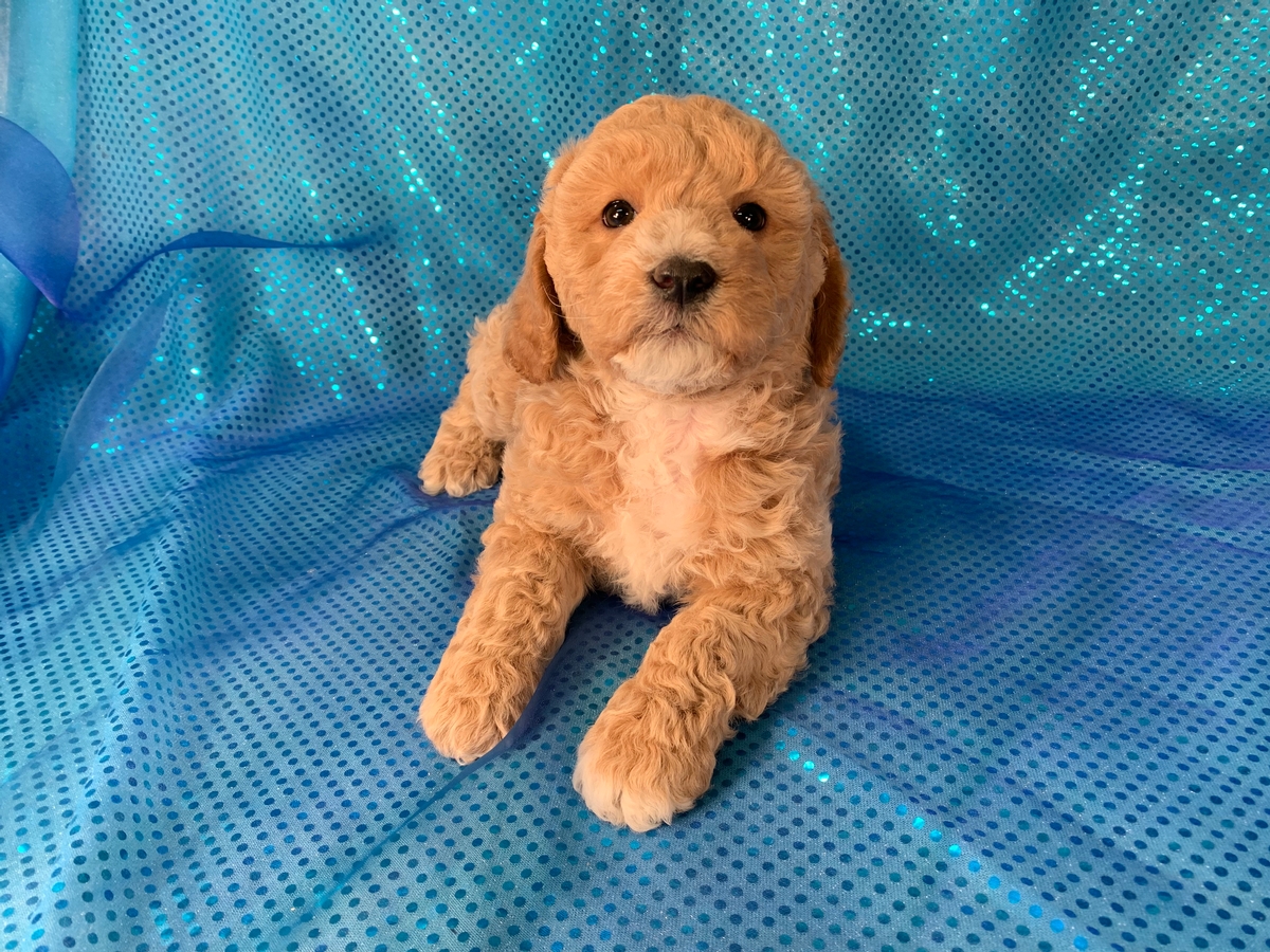 Male F1b Cockapoo for Sale, Iowa Breeders, DOB 12-20-2019 $975